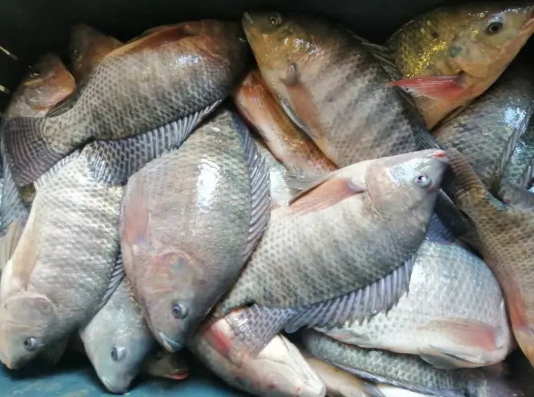 حماية وتنمية البحيرات: مواصلة أعمال الحصاد بمزرعة المنزلة السمكية