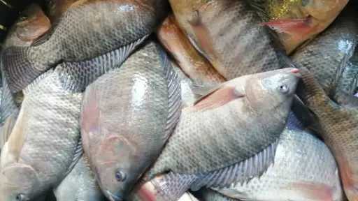 حماية وتنمية البحيرات: مواصلة أعمال الحصاد بمزرعة المنزلة السمكية