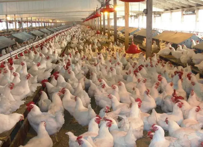 5 مزارع جديدة وخطط استثمارية توسعية للمنصورة للدواجن في 2026