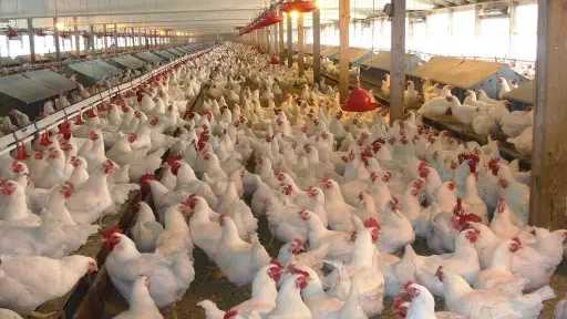 5 مزارع جديدة وخطط استثمارية توسعية للمنصورة للدواجن في 2026