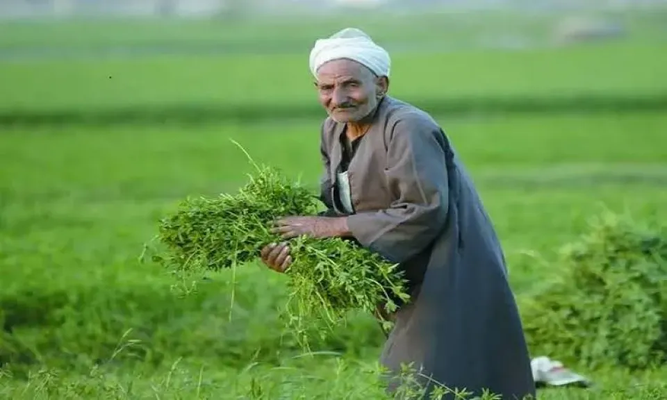 أسعار النفط تضغط على الزراعة المصرية بعد أحداث فنزويلا