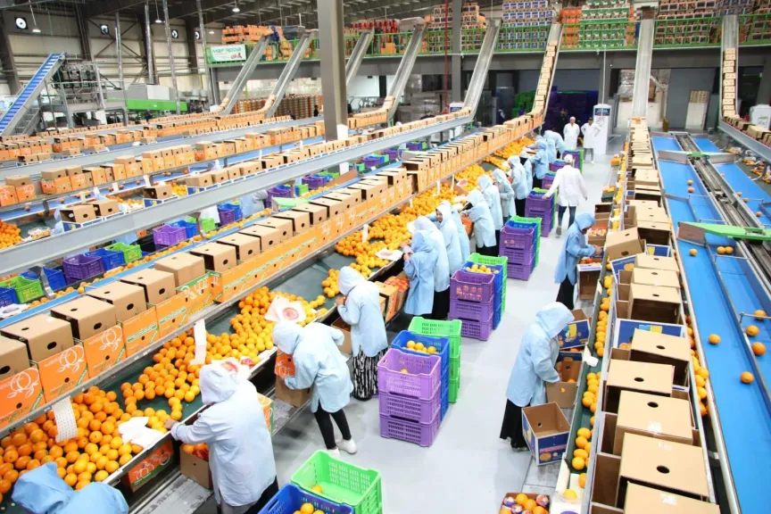 الموالح المصرية تغزو الأسواق العالمية بـ2.2 مليون طن خلال عام