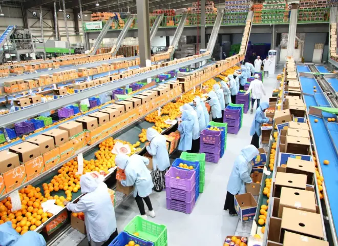 الموالح المصرية تغزو الأسواق العالمية بـ2.2 مليون طن خلال عام