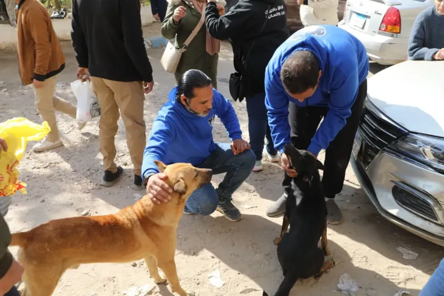 ”الزراعة” تبدأ المرحلة الميدانية لتعقيم وتحصين الكلاب الحرة بمنطقة عين شمس