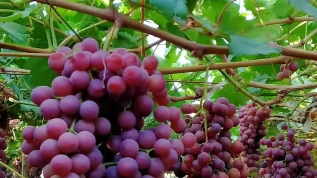 الزراعة تصدر روشتة الإنقاذ لمزارعي العنب