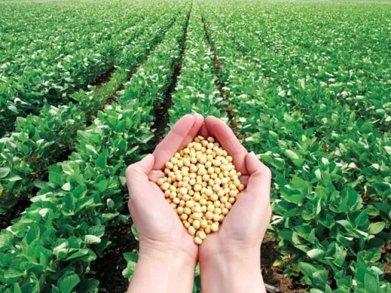 نجاح زراعة فول الصويا لأول مرة بالوادي الجديد