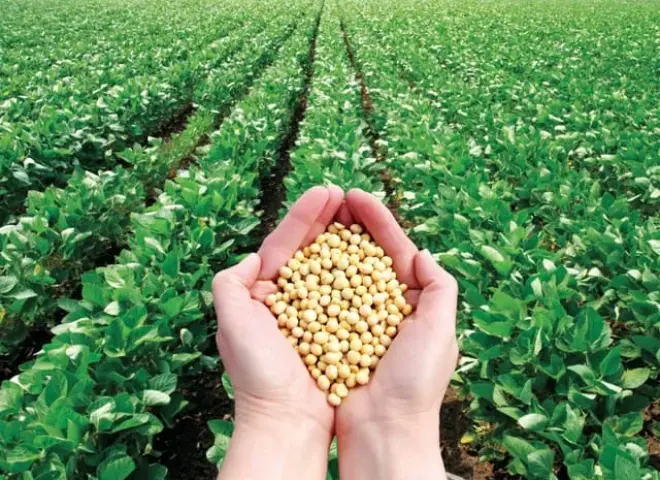 نجاح زراعة فول الصويا لأول مرة بالوادي الجديد