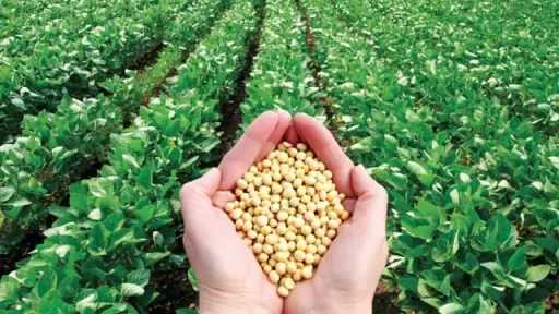نجاح زراعة فول الصويا لأول مرة بالوادي الجديد