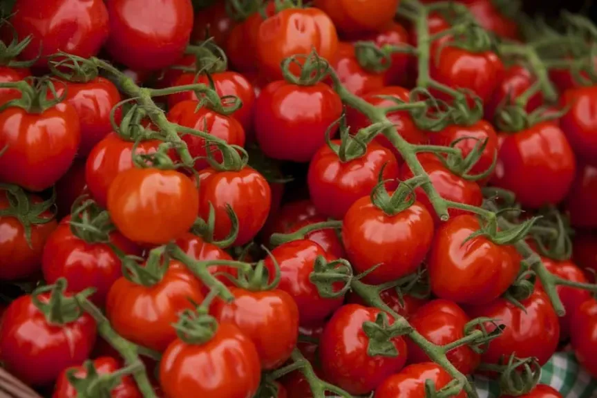قبل رمضان.. سيناريوهات جديدة لأسعار الطماطم في الأسواق