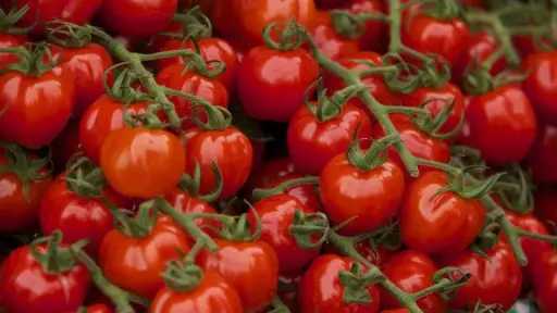 قبل رمضان.. سيناريوهات جديدة لأسعار الطماطم في الأسواق