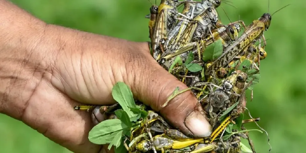 خطة عاجلة لإنقاذ المحاصيل الاستراتيجية من الجراد