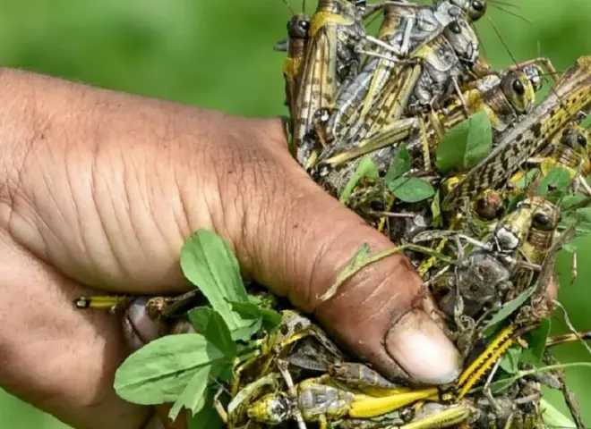 خطة عاجلة لإنقاذ المحاصيل الاستراتيجية من الجراد