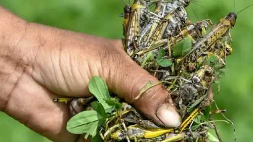 خطة عاجلة لإنقاذ المحاصيل الاستراتيجية من الجراد