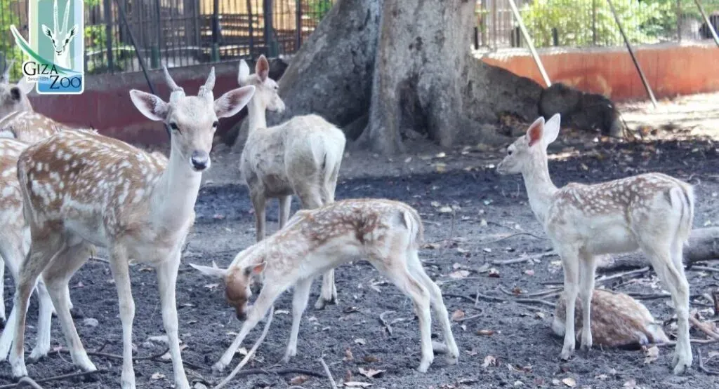 وزير الزراعة يكشف موعد افتتاح حديقة الحيوان بالجيزة