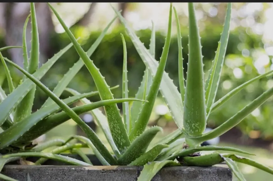 حظر إعلانات الوجبات السريعة في بريطانيا لمواجهة سمنة الأطفال