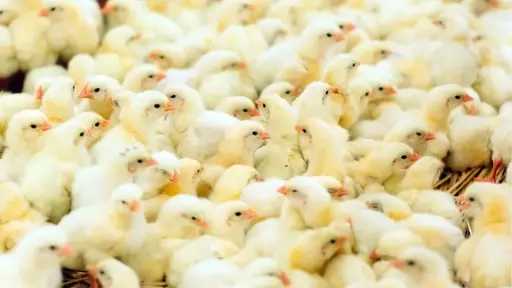 الكتاكيت في قفص الاتهام.. والأسعار تشعل أزمة بسوق الدواجن