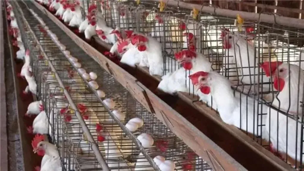 قبل رمضان 2026.. تعرف على السعر العادل لكيلو الفراخ البيضاء بعد بيان وزارة الزراعة