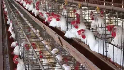 قبل رمضان 2026.. تعرف على السعر العادل لكيلو الفراخ البيضاء بعد بيان وزارة الزراعة