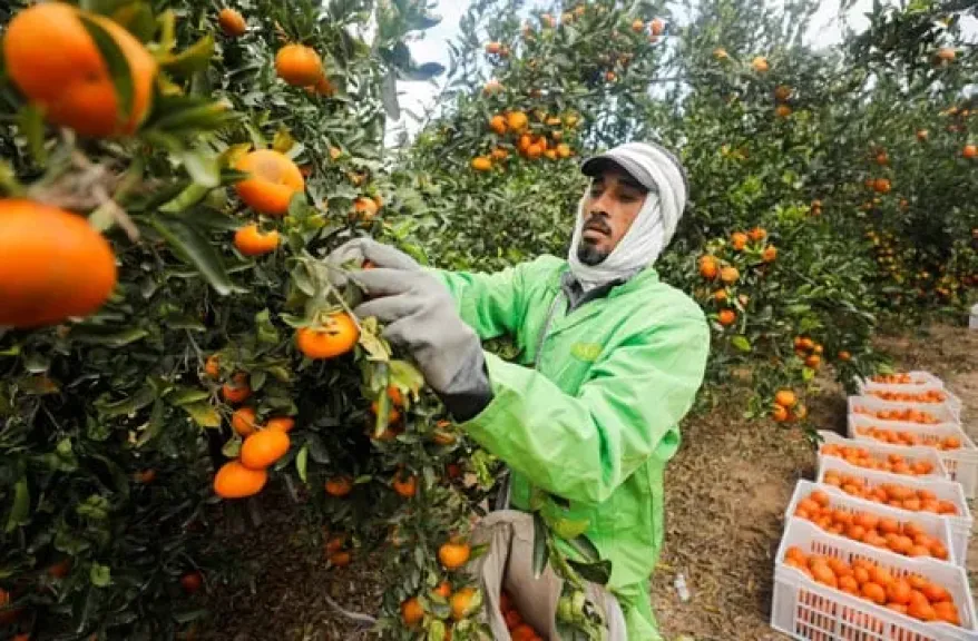 ”مملكة الموالح”: انطلاق موسم حصاد البرتقال واليوسفي في حدائق الغربية