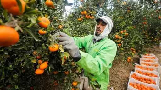 ”مملكة الموالح”: انطلاق موسم حصاد البرتقال واليوسفي في حدائق الغربية