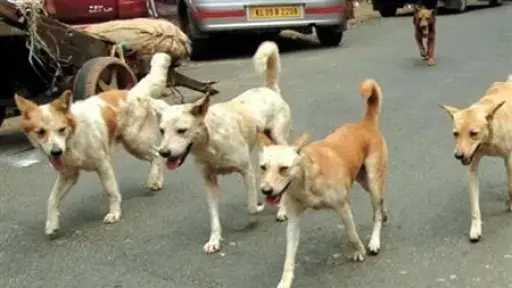 مؤشر مخيف.. عقر 1.4 مليون مصري بأنياب الكلاب الضالة في 2025