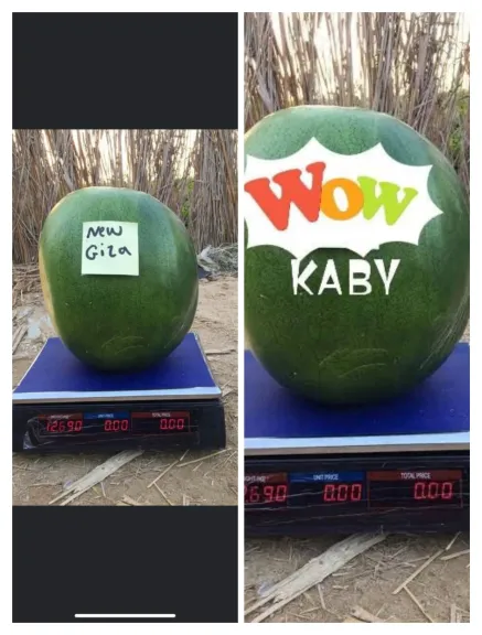 سرقة في وضح النهار .. تزييف صنف بذور بطيخ «جيزة 2»