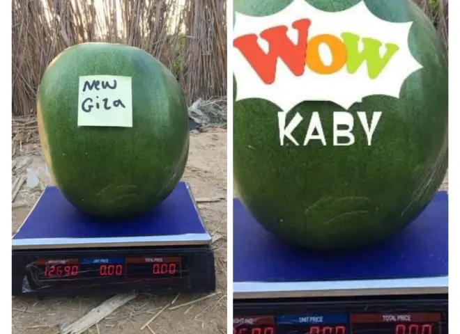 سرقة في وضح النهار.. تزييف صنف بذور بطيخ «نيو جيزة»