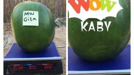 سرقة في وضح النهار .. تزييف صنف بذور بطيخ «جيزة 2»