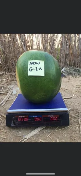 سرقة في وضح النهار .. تزييف صنف بذور بطيخ «جيزة 2»