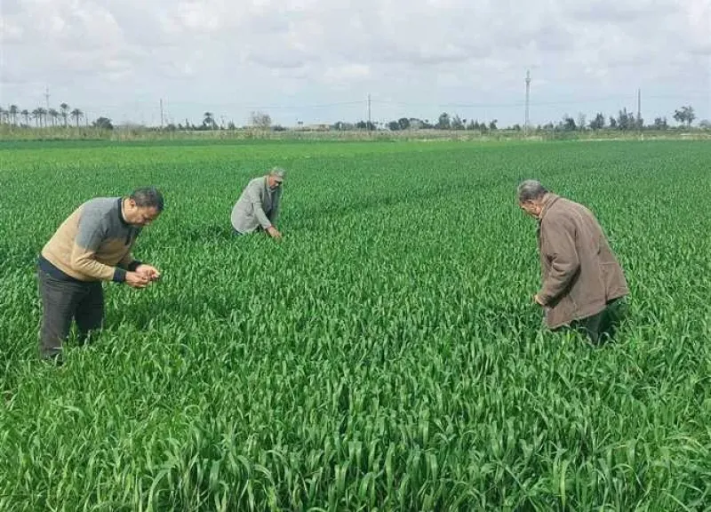 خبير زراعي يكشف أسرار حماية المحاصيل من الصقيع