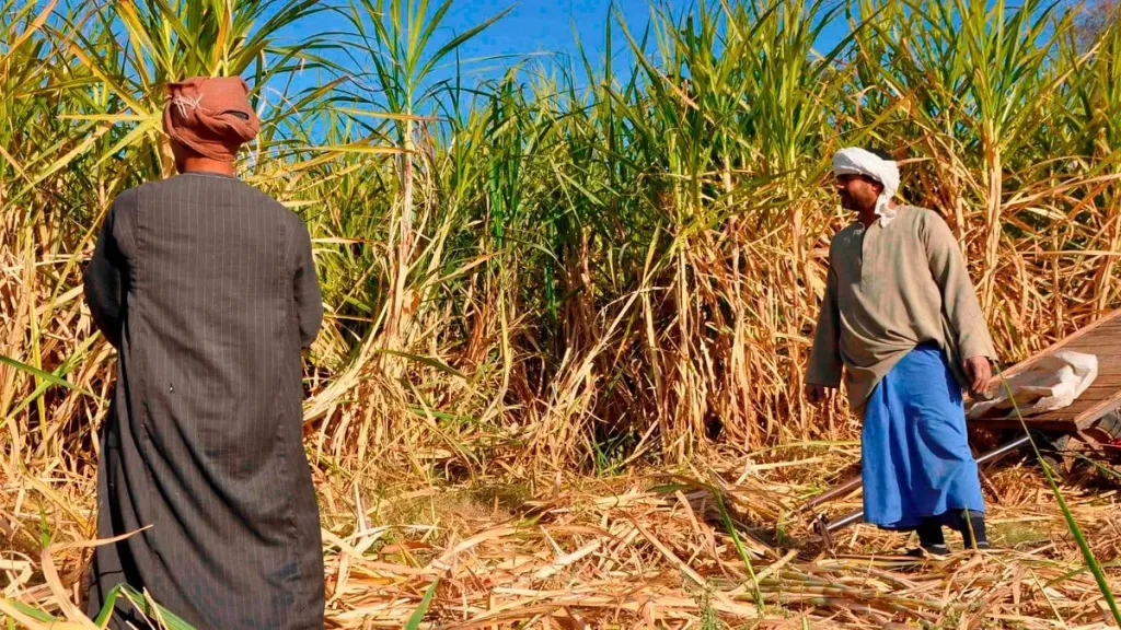 مزارعون يطالبون برفع طن القصب إلى 3000 جنيه لدعم الإنتاج