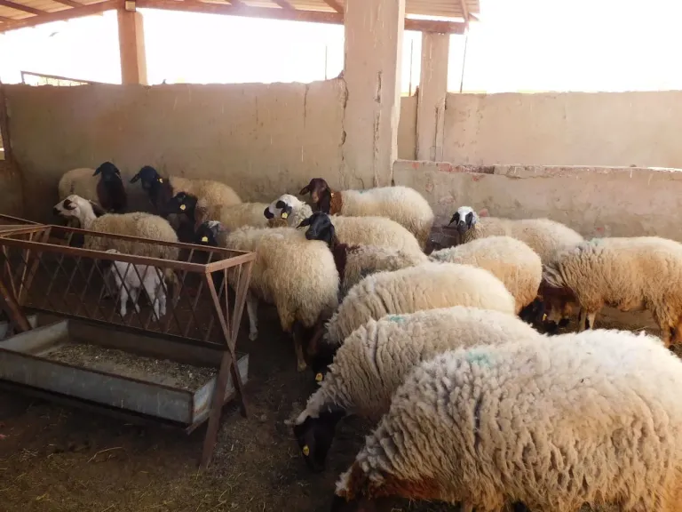 كيف تسهم البنوك الجينية في خفض أسعار اللحوم والألبان؟