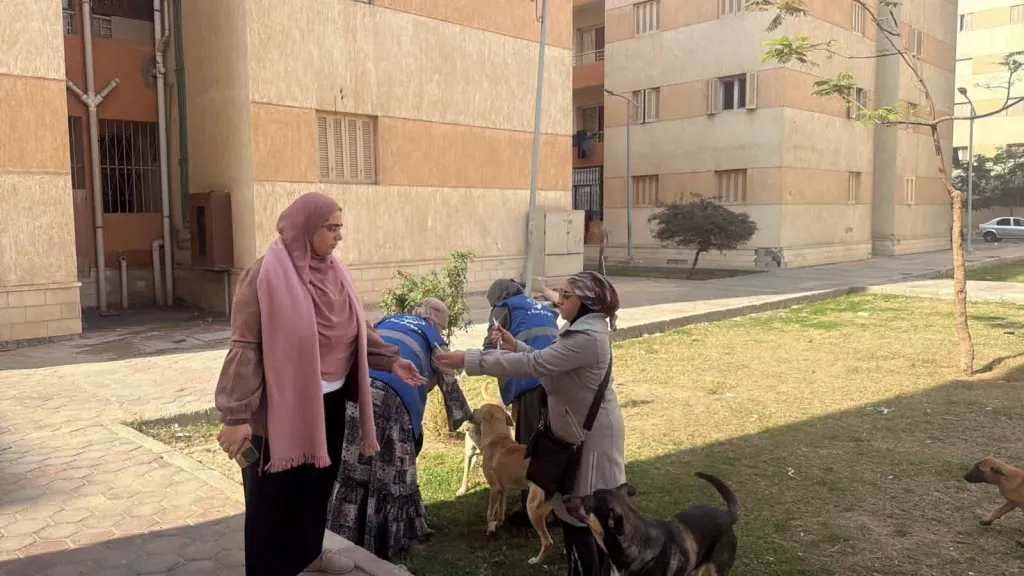 «الزراعة»: تحصين 1135 كلبًا حرًا وتعقيم 133 خلال الأسبوع الأول من يناير