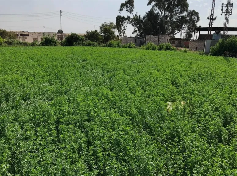 الموجة الباردة تهدد محصول البرسيم البلدي.. وتحذيرات من أضرار على الإنتاجية