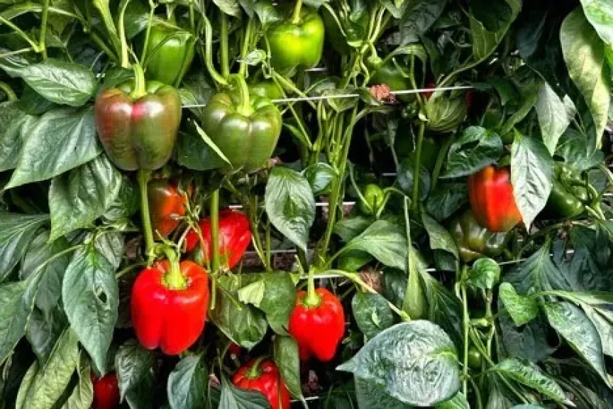 أمطار سوس ماسة تبطئ حصاد الفلفل المغربي