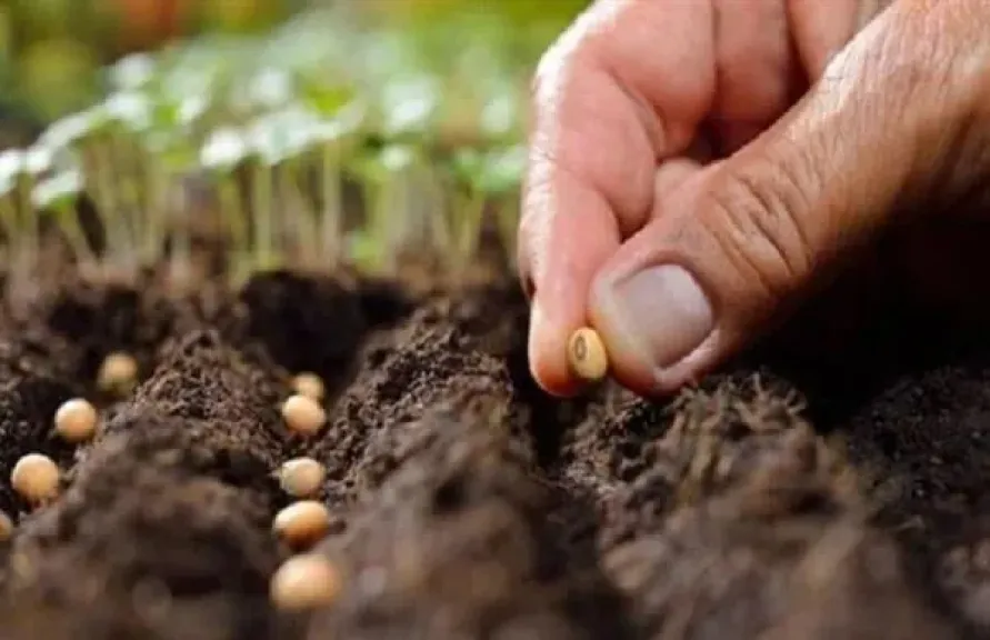 الزراعة: التوسع في التقاوي المحلية يعزز الأمن الغذائي ويقلل الاستيراد