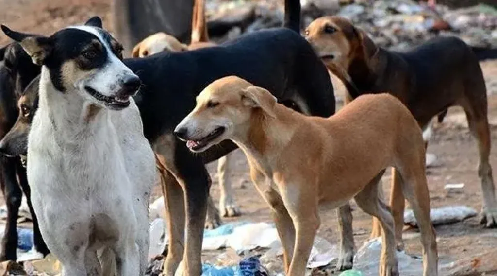 الجيزة تعلن أرقام الإبلاغ عن الكلاب الضالة