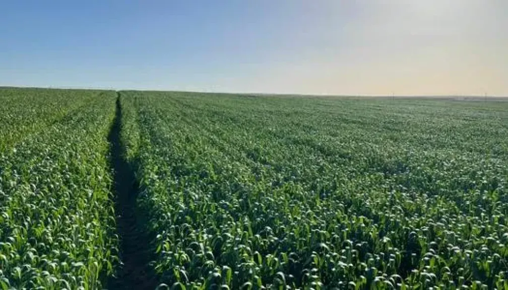 مركز معلومات المناخ يحذر: الطقس المخادع يضرب الأراضي الزراعية