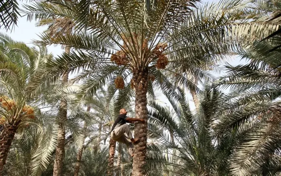 خبير زراعي يكشف خطة إنقاذ النخيل من برودة طوبة
