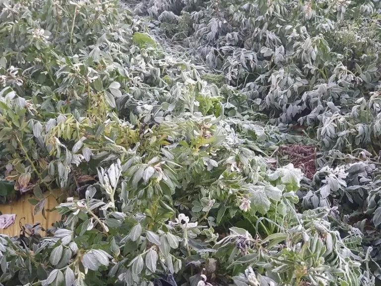 تحذير عاجل من تغيرات مناخية تهدد المحاصيل الزراعية