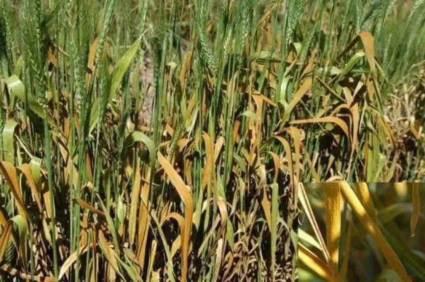 مناخ الزراعة يكشف تأثير التقلبات الجوية على المحاصيل الشتوية