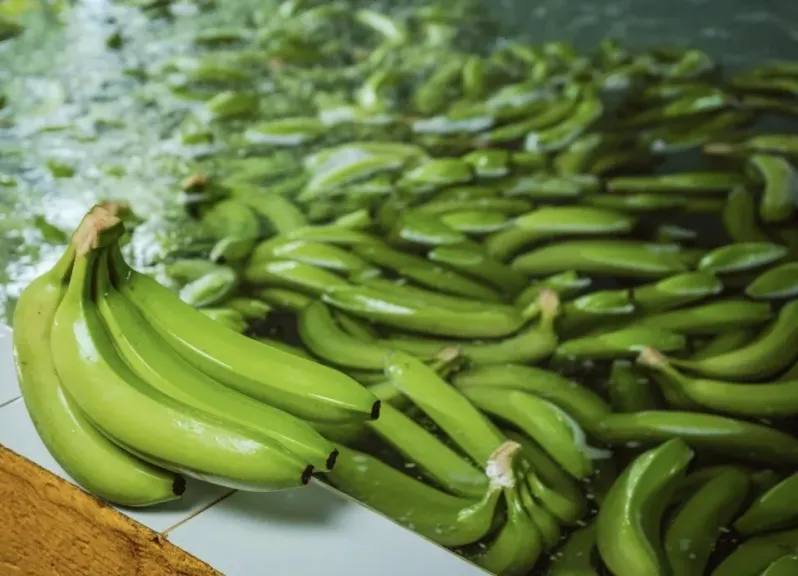 موجة برد تضيق إمدادات الموز في الهند وتدعم الأسعار مع نشاط التصدير