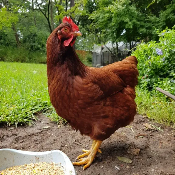 كفاءة التحويل الغذائي ترجع لتحسين السلالات أم لابتكارات علفية ؟ أستاذ إنتاج دواجن يرد