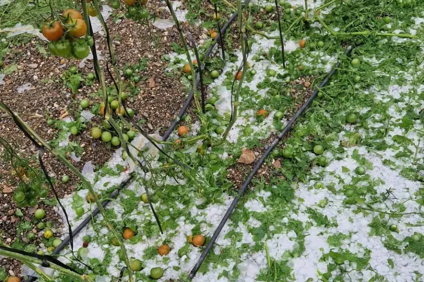 طقس إسبانيا يضغط على الإمدادات ويرفع أسعار الخيار مع تباطؤ الإنتاج