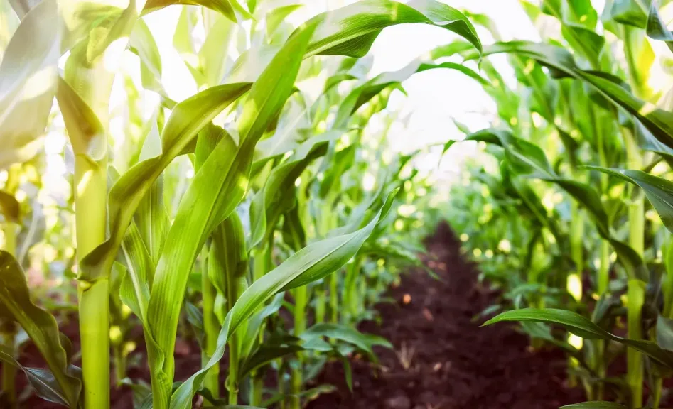 الطقس الجاف يضر محاصيل الذرة في الأرجنتين