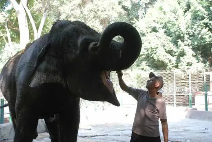 لأول مرة.. أفيال وزرافات في تطوير حديقة الحيوان بالجيزة