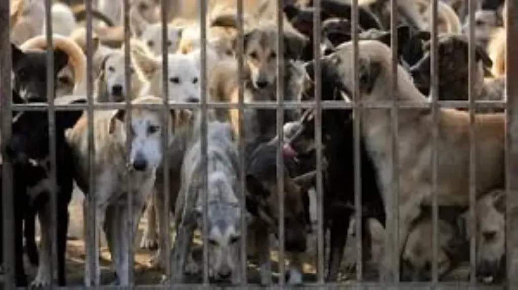 القاهرة تستقبل عروضًا لإنشاء مأوى وحملة شاملة للكلاب الضالة