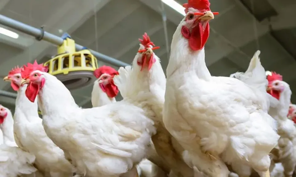 شركات الأمهات في خطر.. الهولندية للإنتاج الداجني تحذر من تداعيات فتح الاستيراد