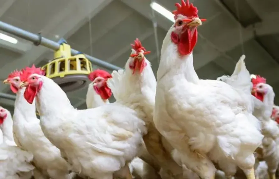 الزراعة: الاكتفاء الذاتي يدعم صناعة الدواجن ويوفر 3 ملايين فرصة عمل