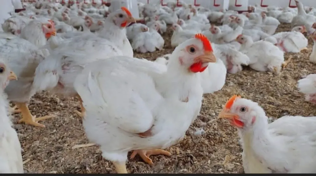 شعبة الدواجن: انخفاض جديد في الأسعار.. وتوقعات بتراجع أكبر مع اقتراب رمضان